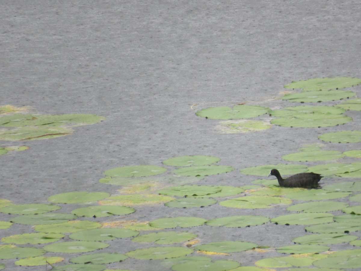 Eurasian Coot - Albert Ross