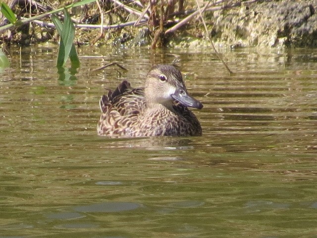 Blue-winged Teal - ML614662630