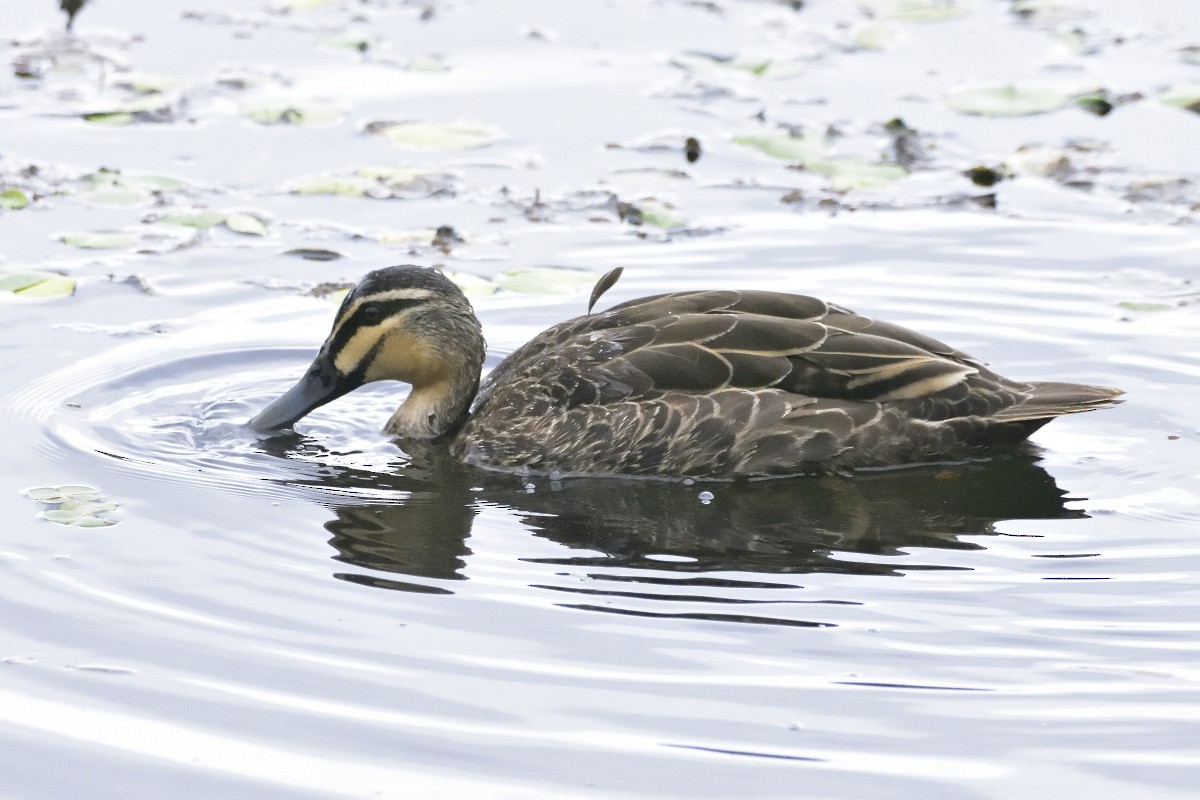 Pacific Black Duck - ML614662686