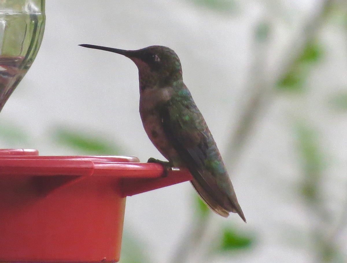 Ruby-throated Hummingbird - ML614662702