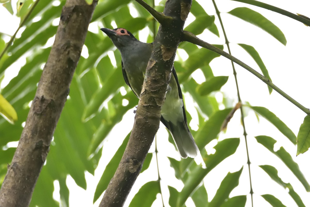 Australasian Figbird - ML614662744