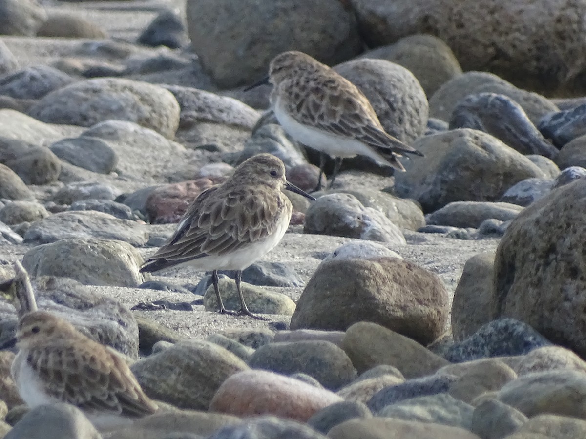 Baird's Sandpiper - ML614662757