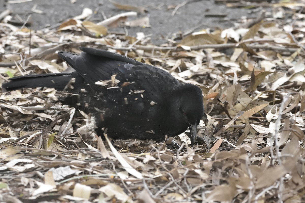 White-winged Chough - ML614662761