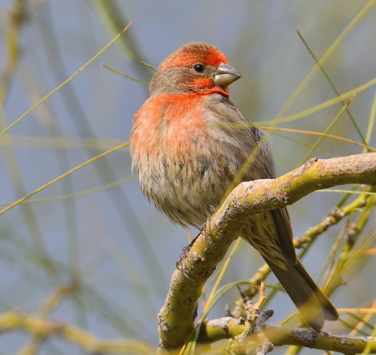 House Finch - Lynn & Dale Mason