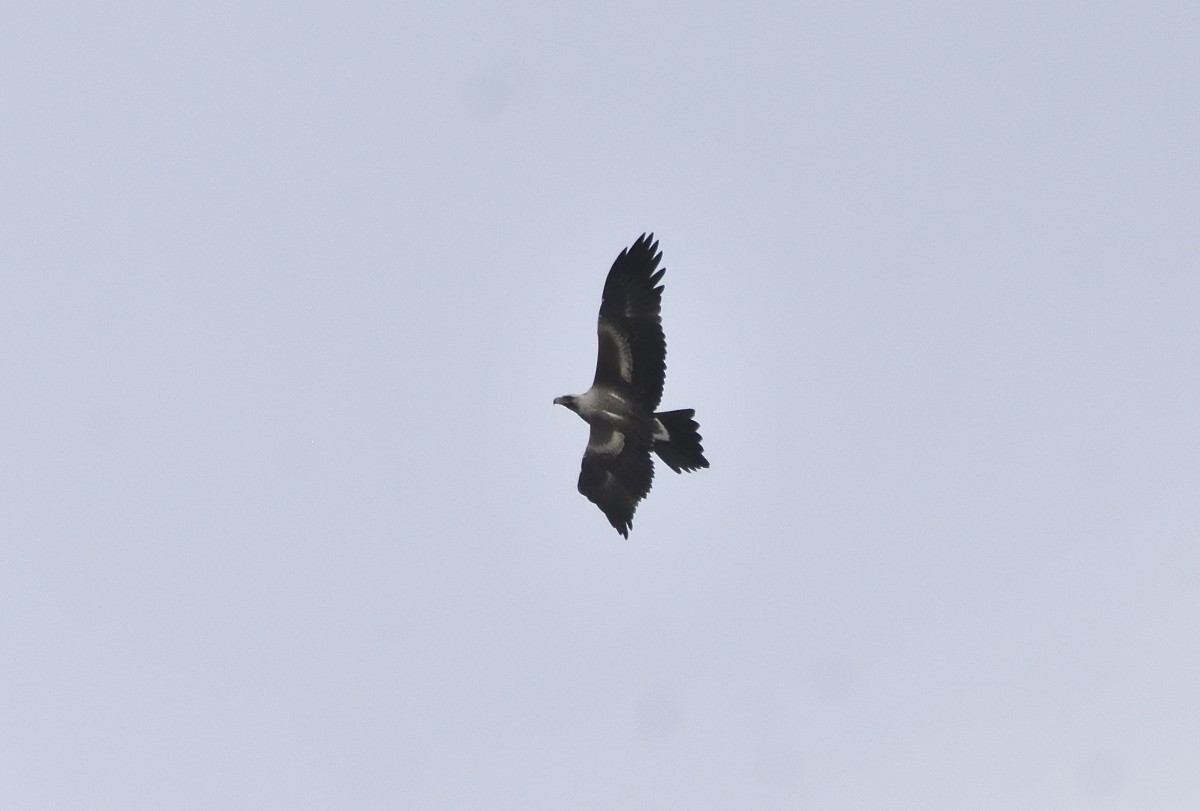 Wedge-tailed Eagle - ML614662771