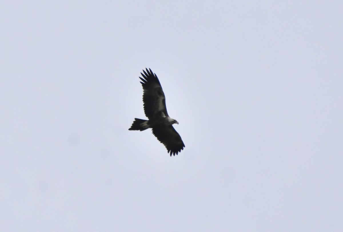 Wedge-tailed Eagle - ML614662772