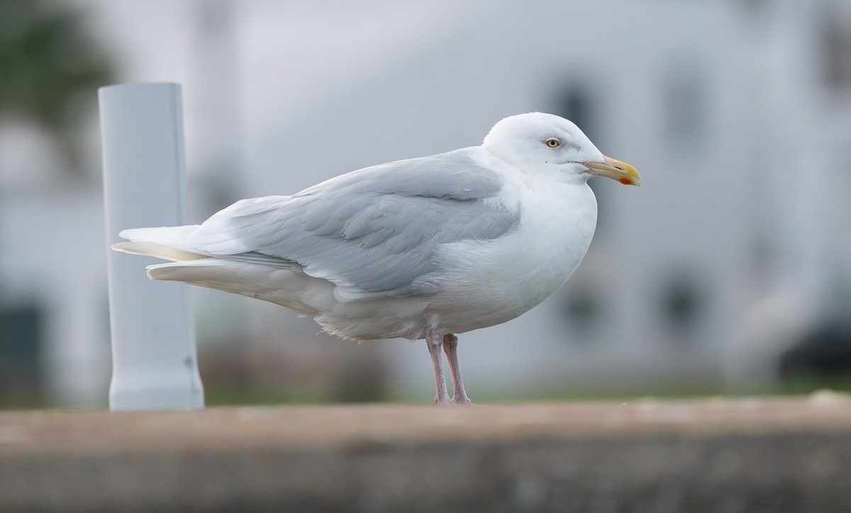 Glaucous Gull - ML614662794