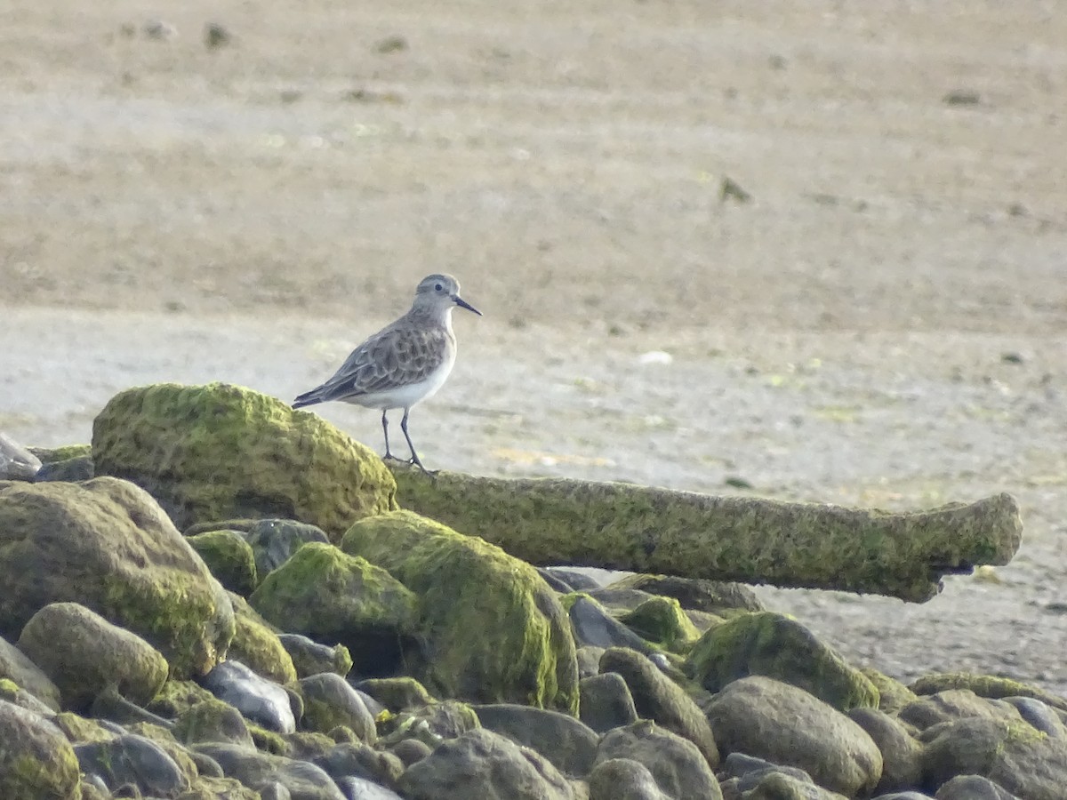 Baird's Sandpiper - ML614662805