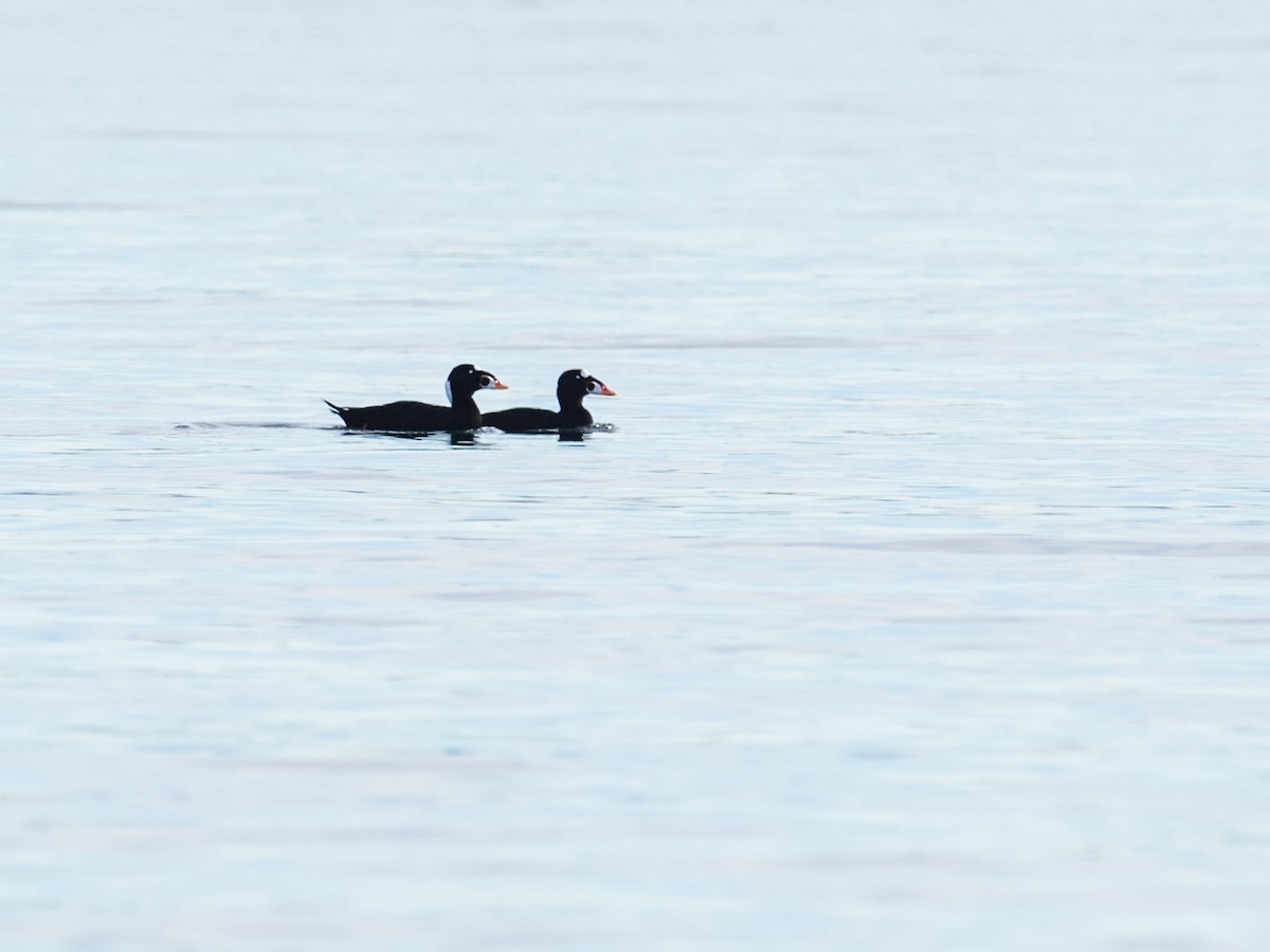 Surf Scoter - ML614662839