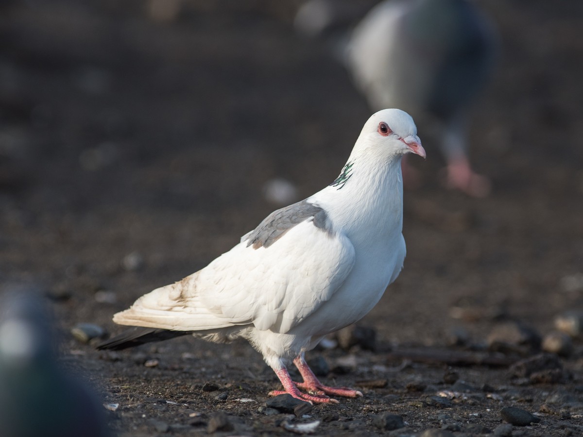 Rock Pigeon (Feral Pigeon) - ML614662868