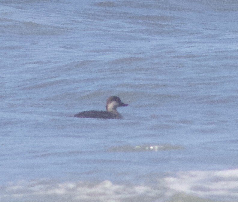 Black Scoter - ML614662907