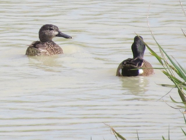 Blue-winged Teal - ML614662958