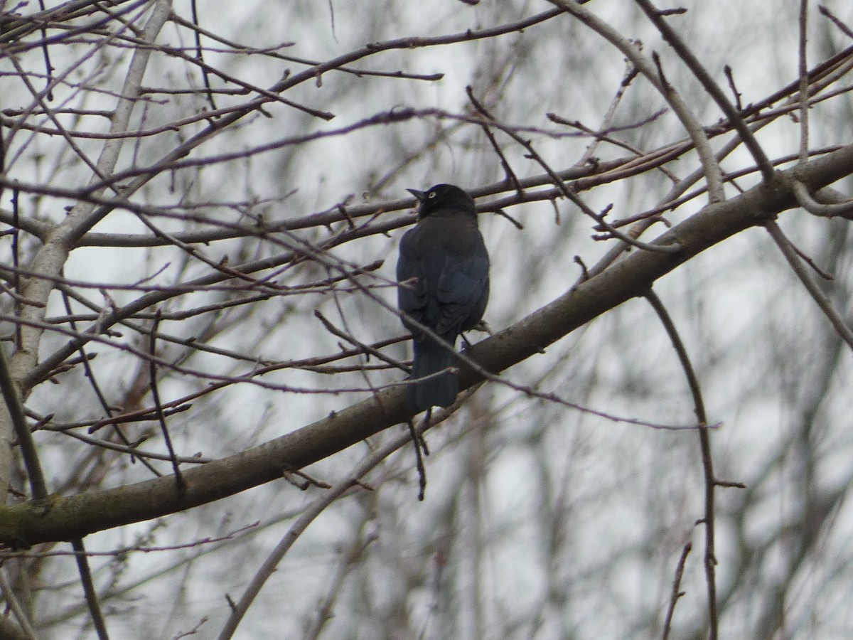 Rusty Blackbird - ML614663013