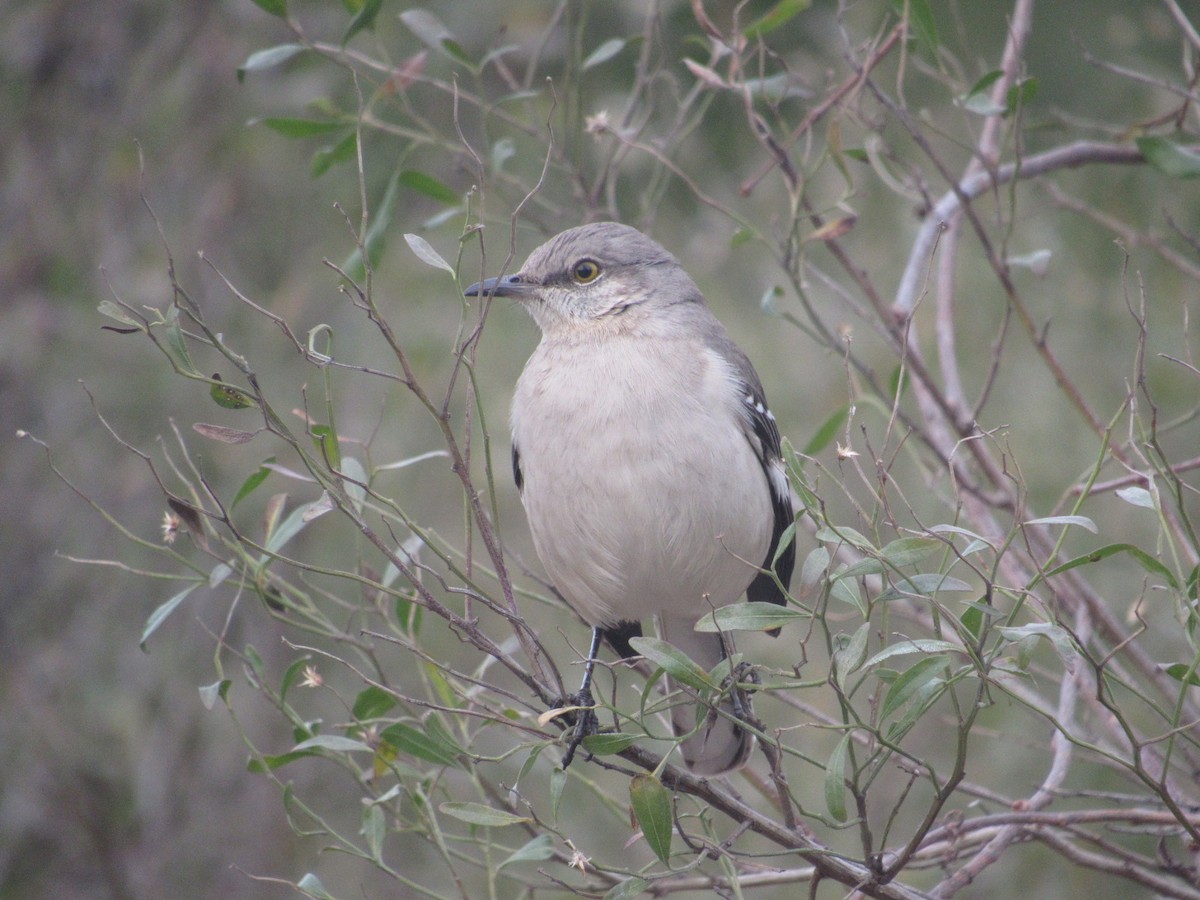 Northern Mockingbird - ML614663015