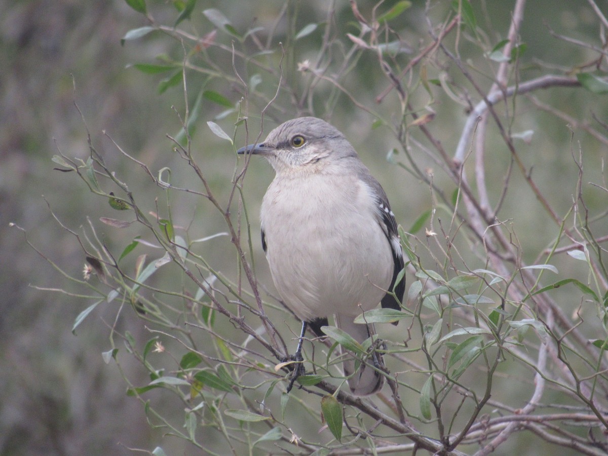 Northern Mockingbird - ML614663016