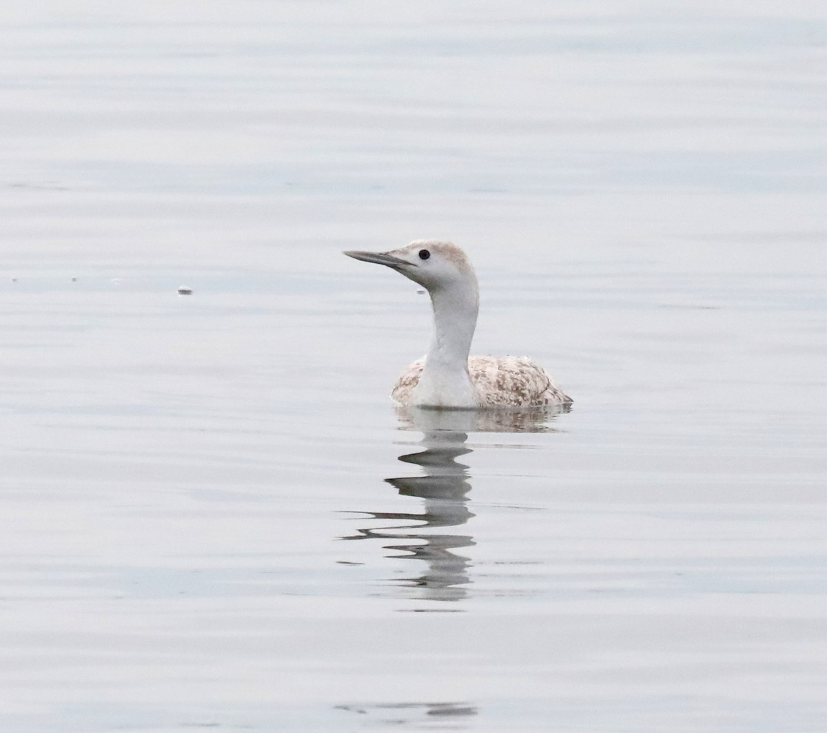 Red-throated Loon - ML614663041