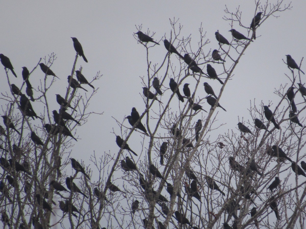 Common Grackle - ML614663044