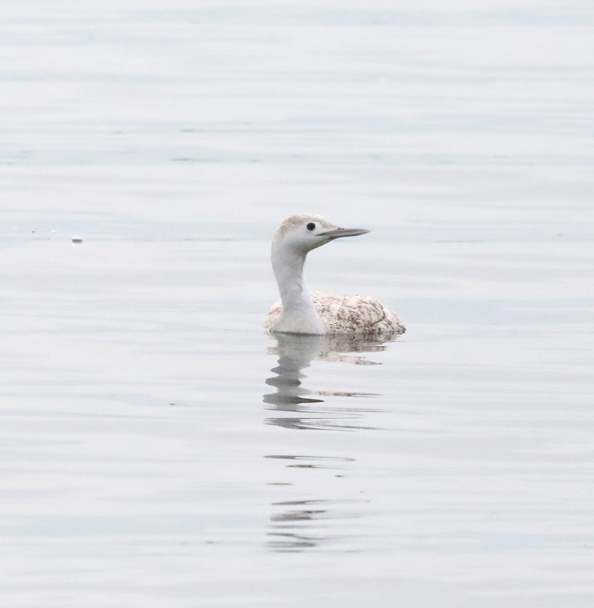 Red-throated Loon - ML614663051