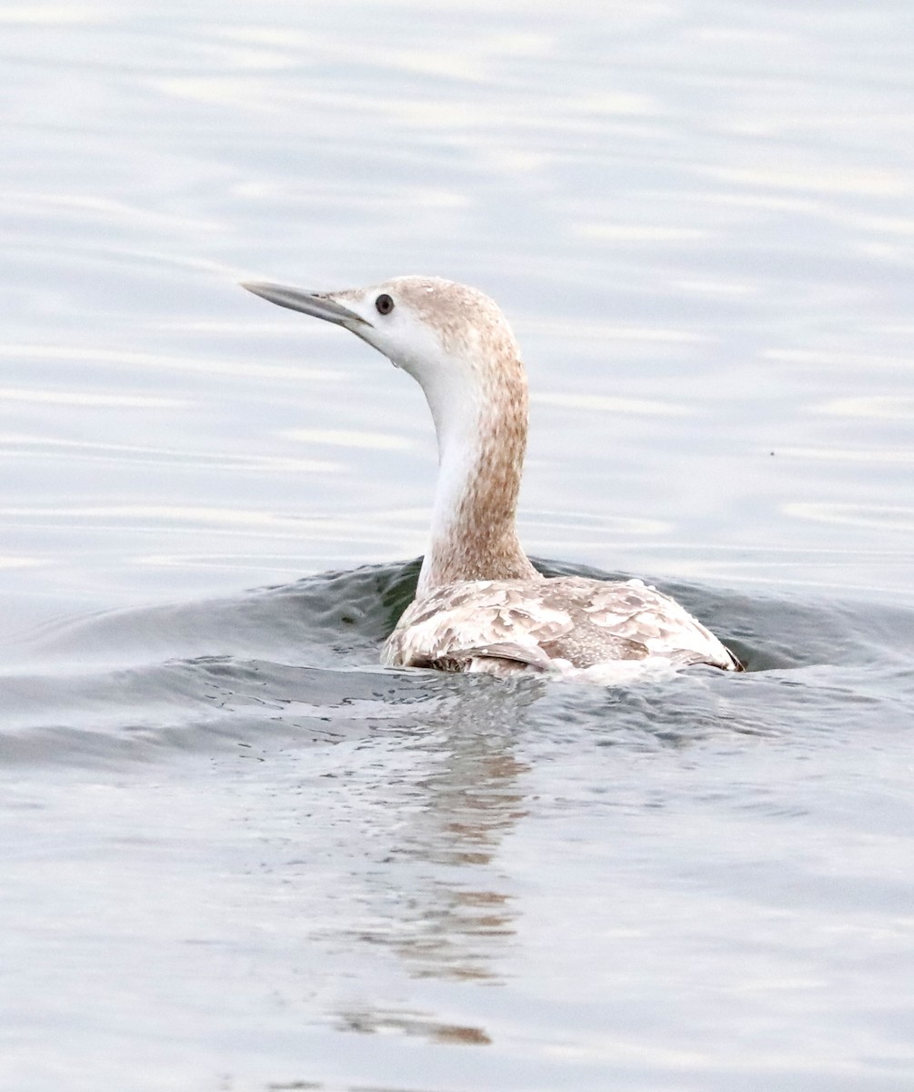 Red-throated Loon - ML614663061