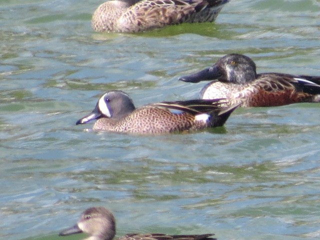 Blue-winged Teal - ML614663079