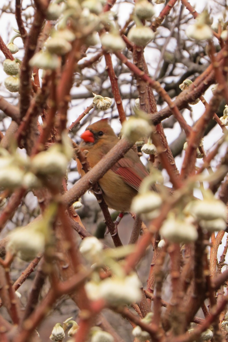 Northern Cardinal - ML614663098