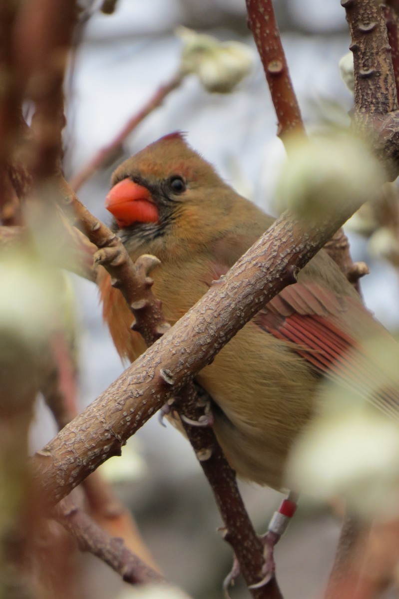 Northern Cardinal - ML614663101