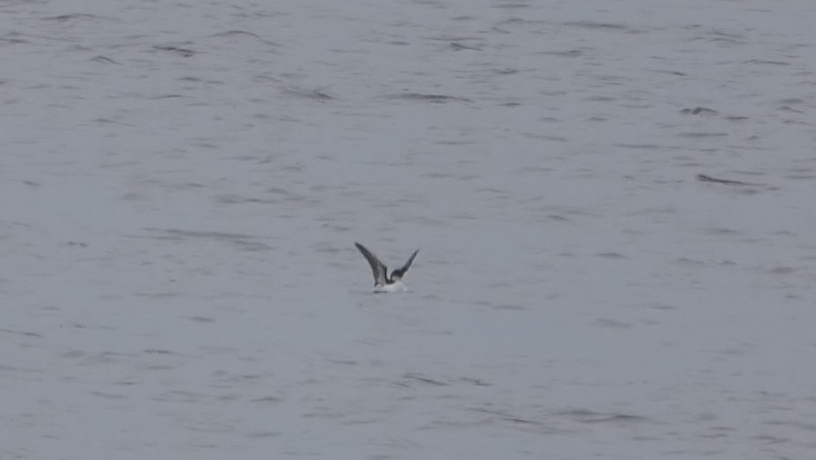 Thick-billed Murre - ML614663134