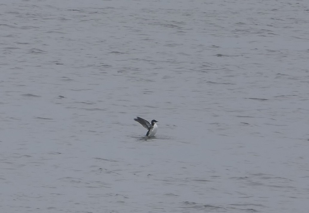 Thick-billed Murre - ML614663136