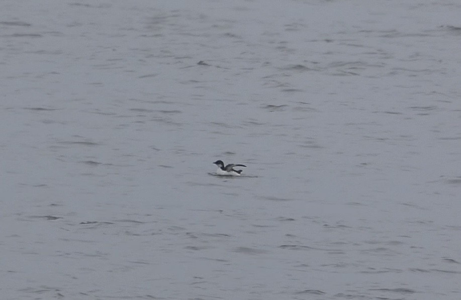 Thick-billed Murre - ML614663137