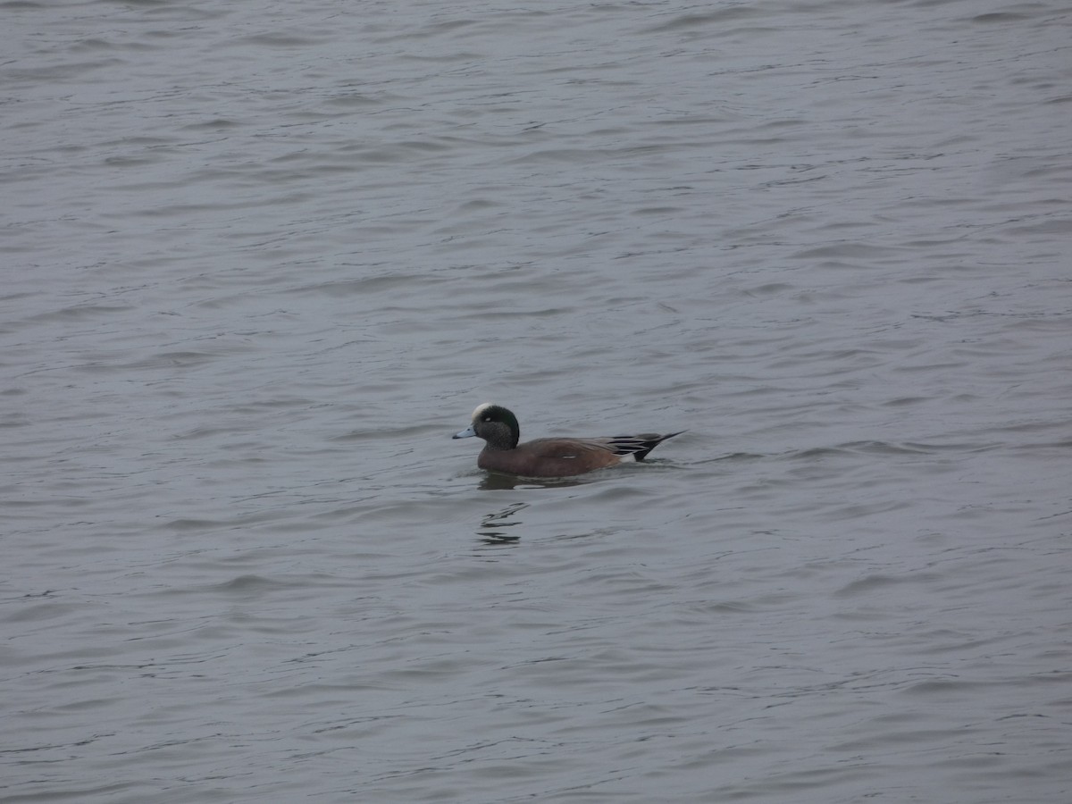 American Wigeon - ML614663147