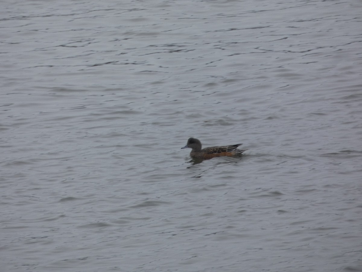 American Wigeon - ML614663148