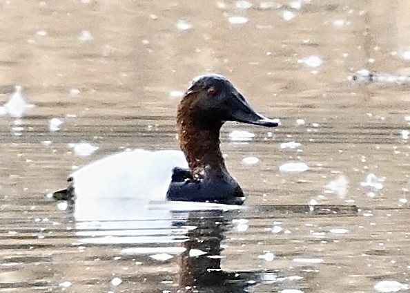Canvasback - Perry Poulsen