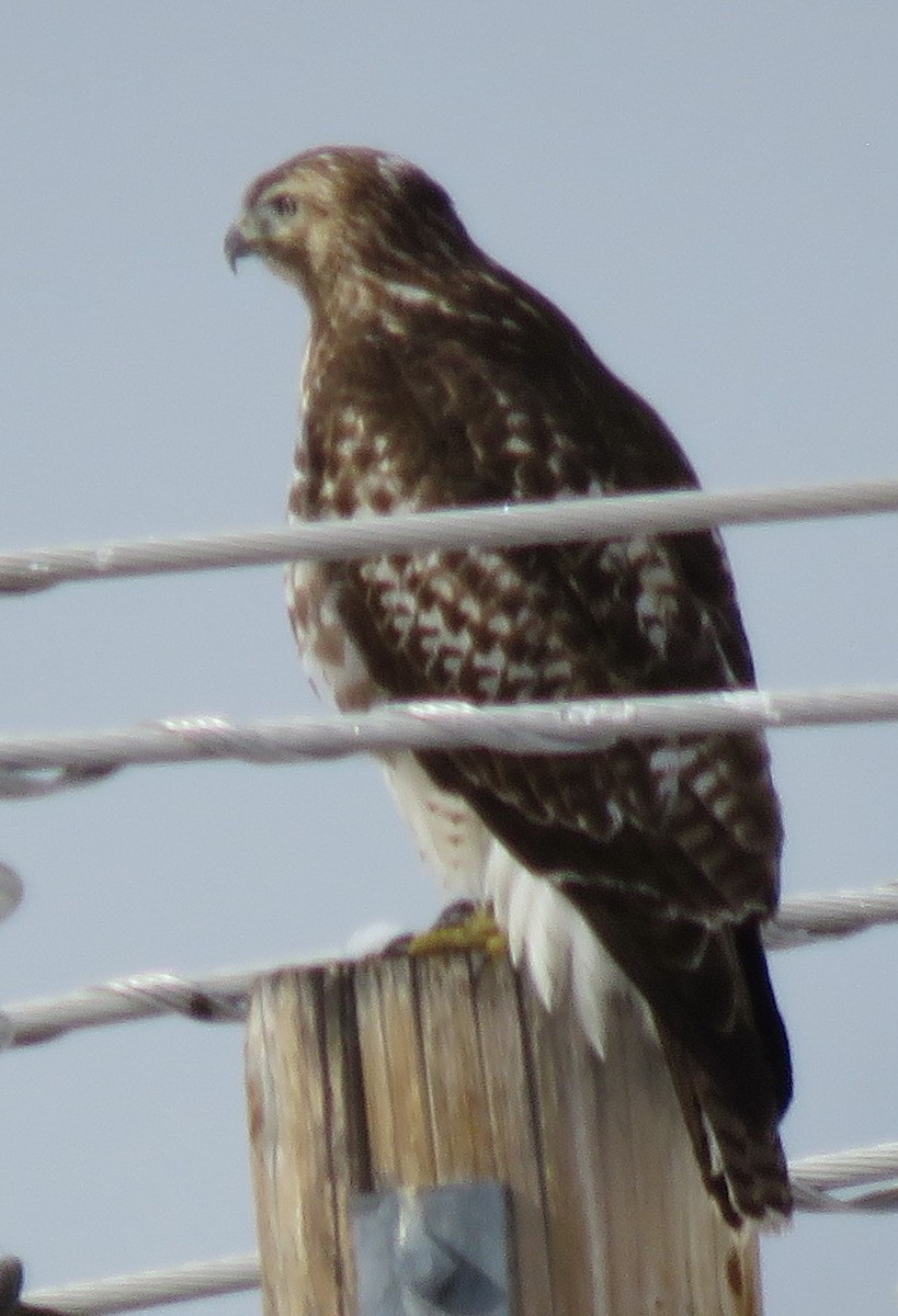 Red-tailed Hawk (calurus/alascensis) - ML614663200