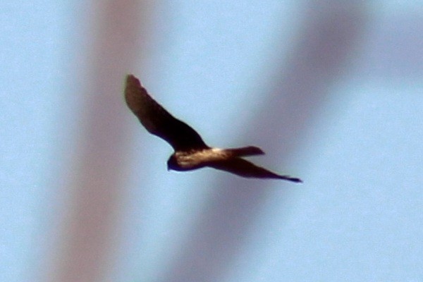 Northern Harrier - ML614663217