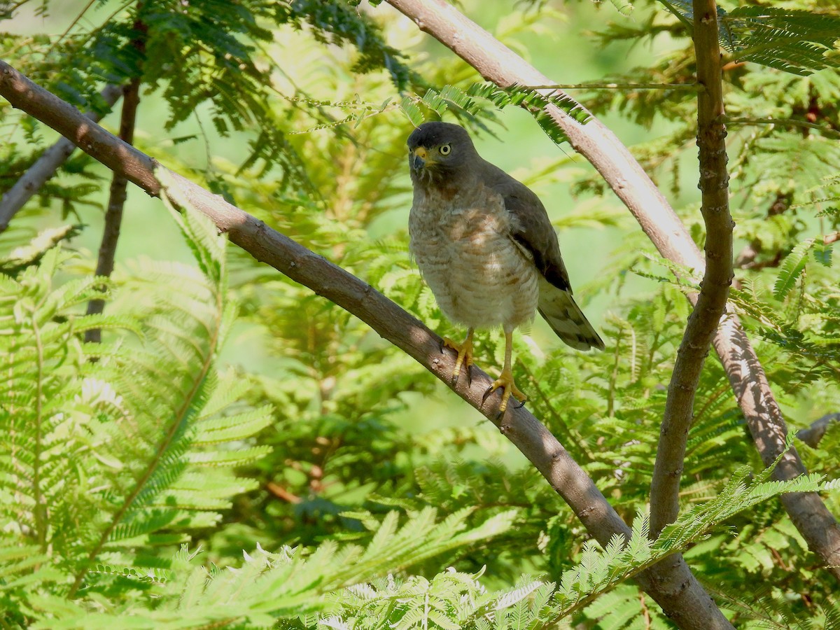 Roadside Hawk - ML614663256