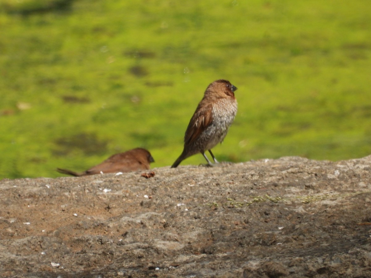 Scaly-breasted Munia - ML614663346