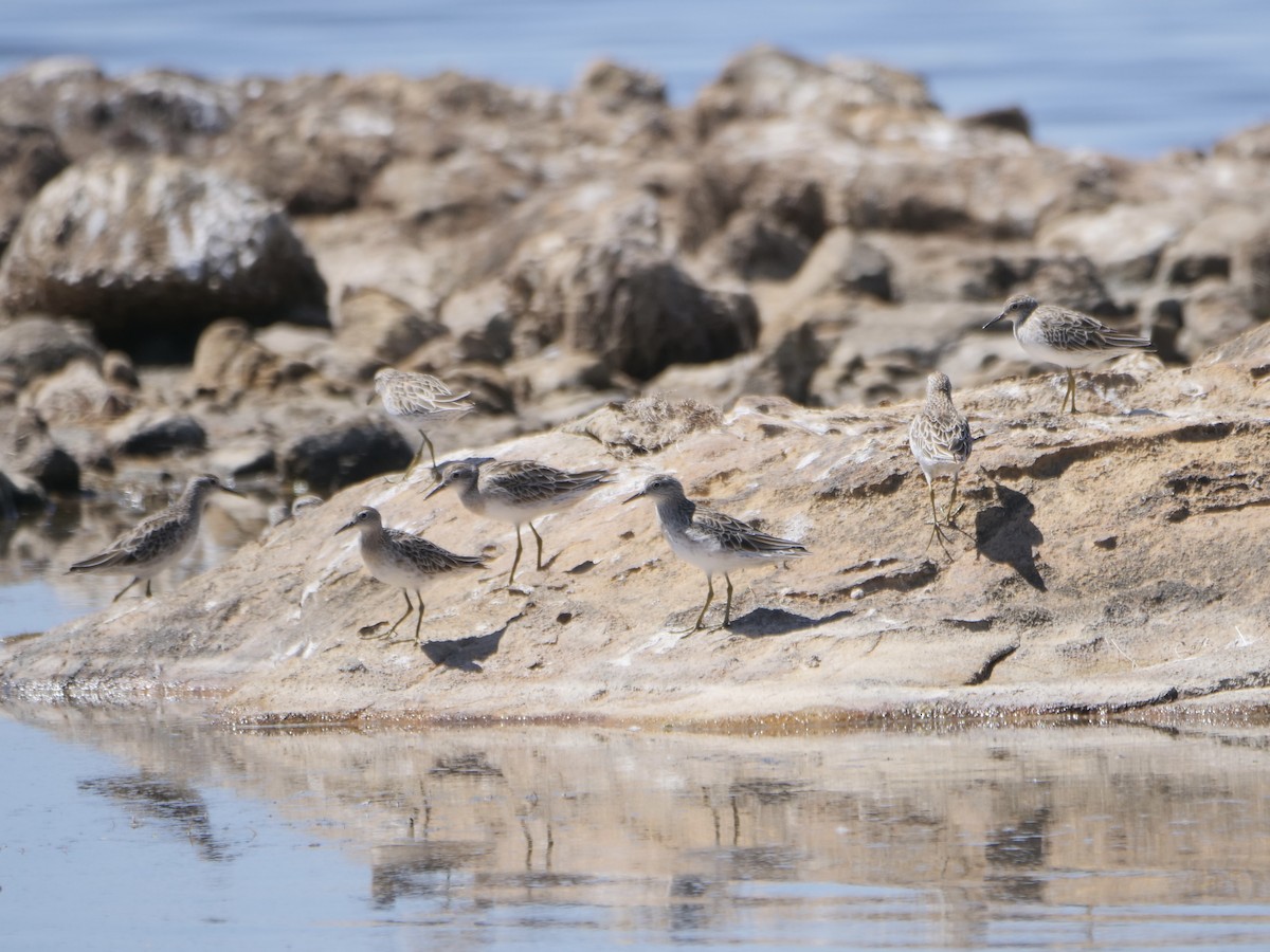 Sharp-tailed Sandpiper - Keith Morris