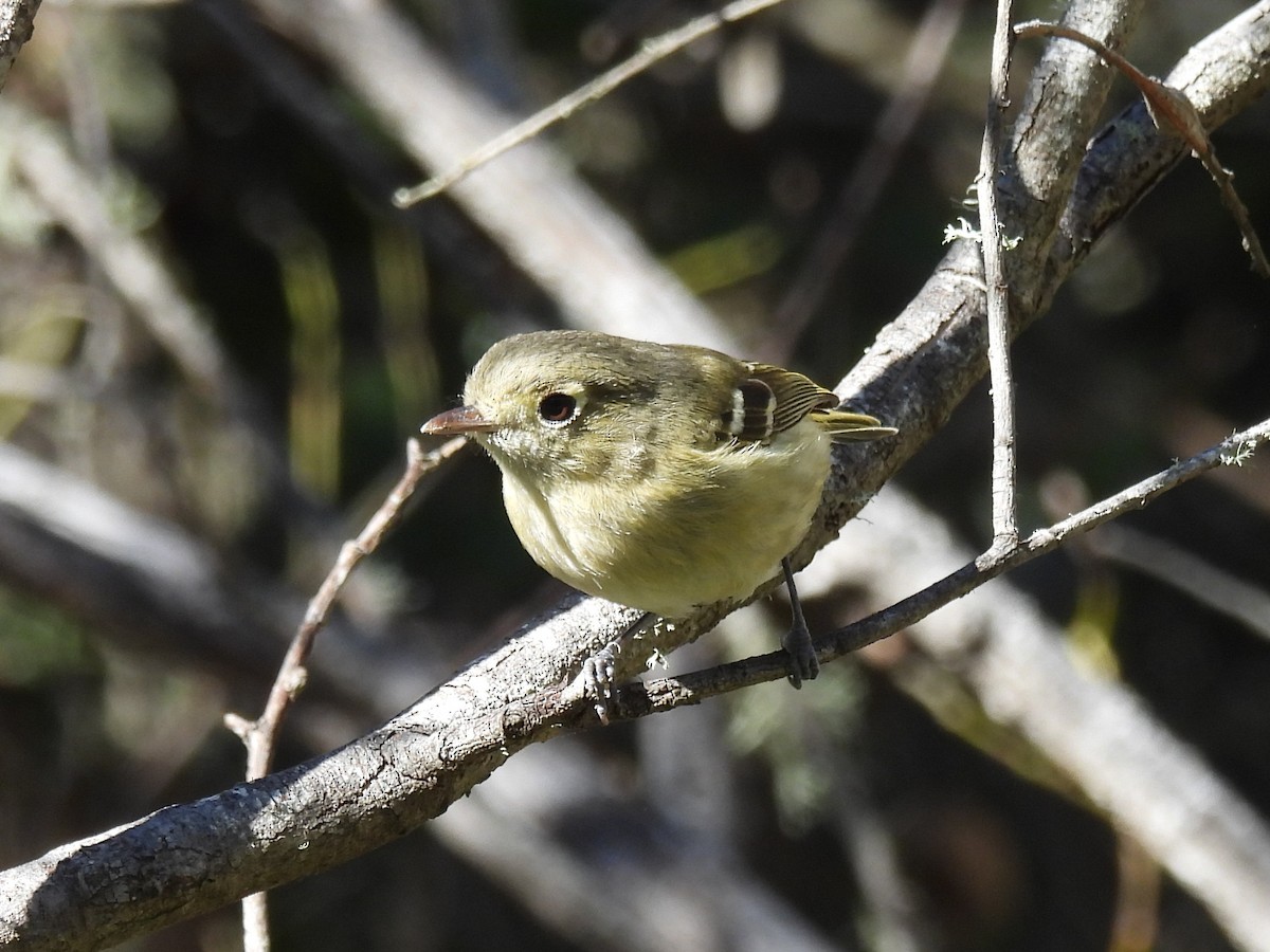 Hutton's Vireo - ML614663375