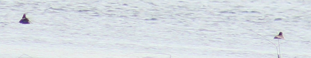 Green-winged Teal (American) - ML614663438