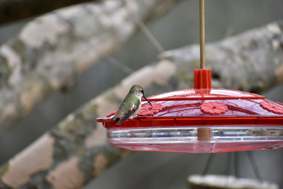 Rufous Hummingbird - Joseph Trezza