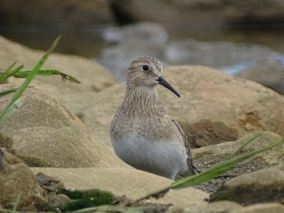 Baird's Sandpiper - ML614663469