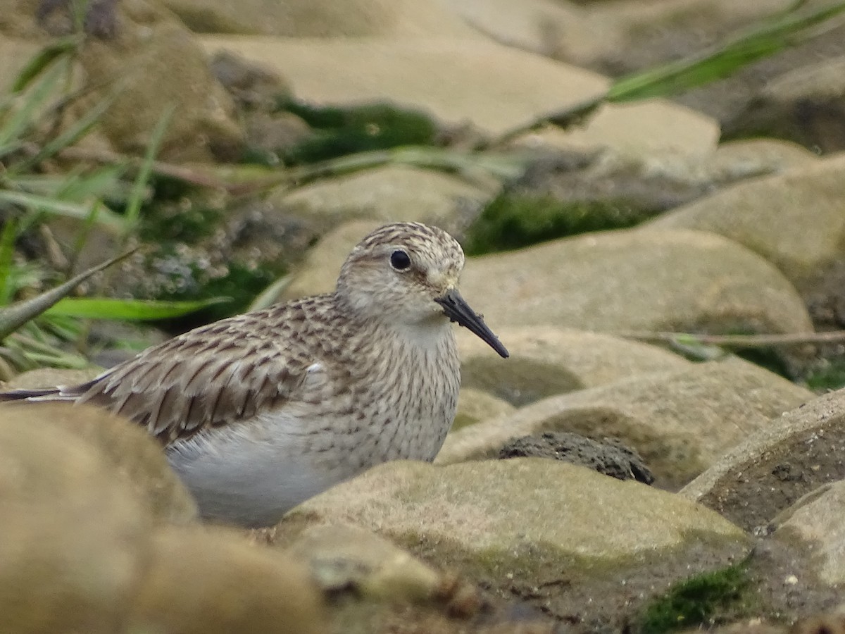 Baird's Sandpiper - ML614663484