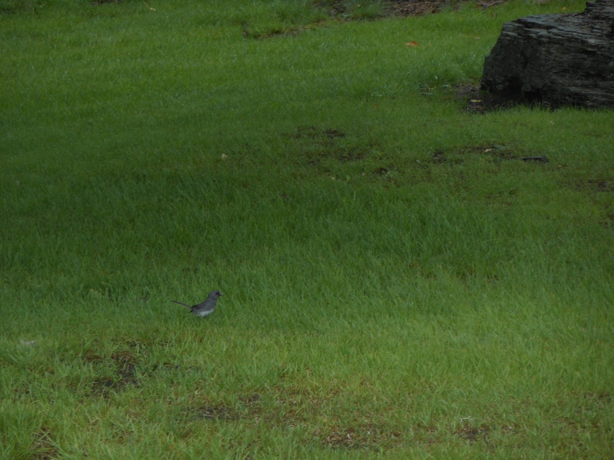 Юнко сірий (підвид hyemalis/carolinensis) - ML614663499