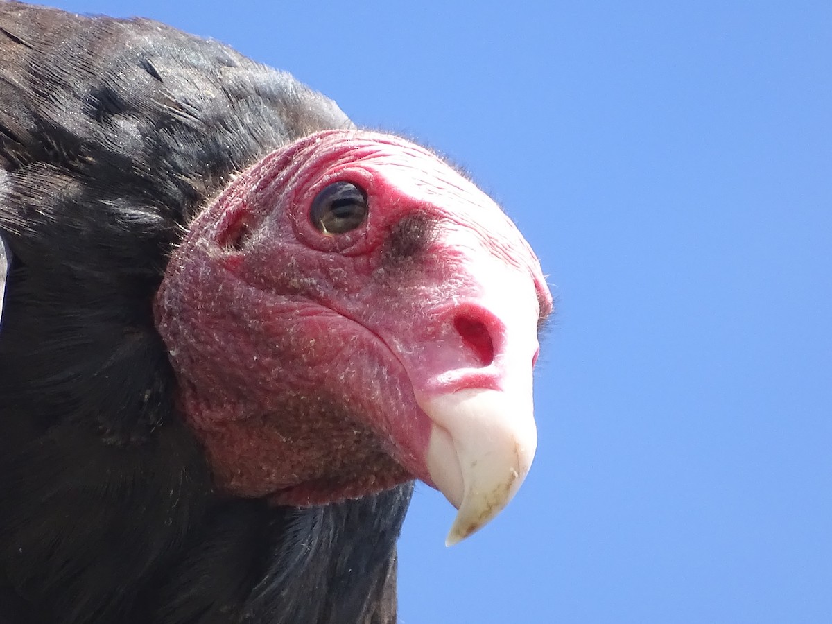 Turkey Vulture - ML614663610