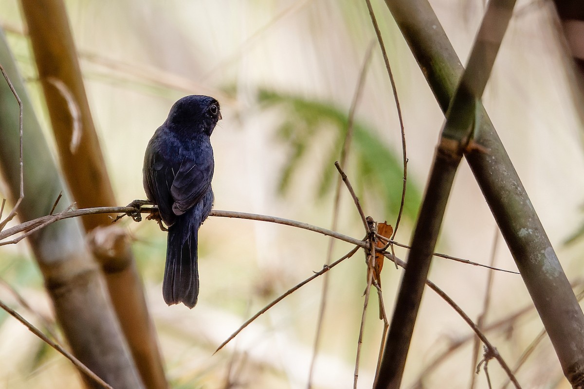 Carrizal Seedeater - Martin Schuck