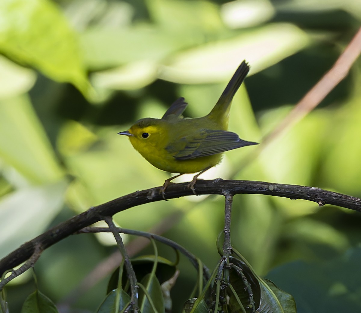 Wilson's Warbler - ML614663647