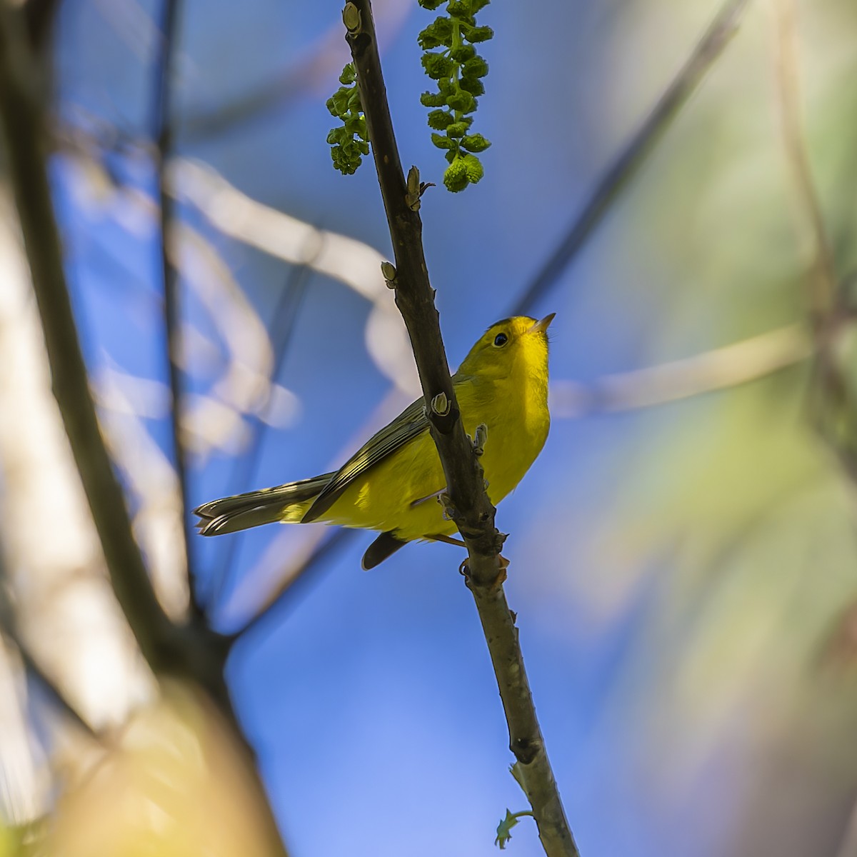 Wilson's Warbler - ML614663648