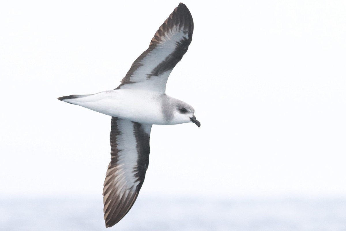 Black-winged Petrel - Bradley Shields