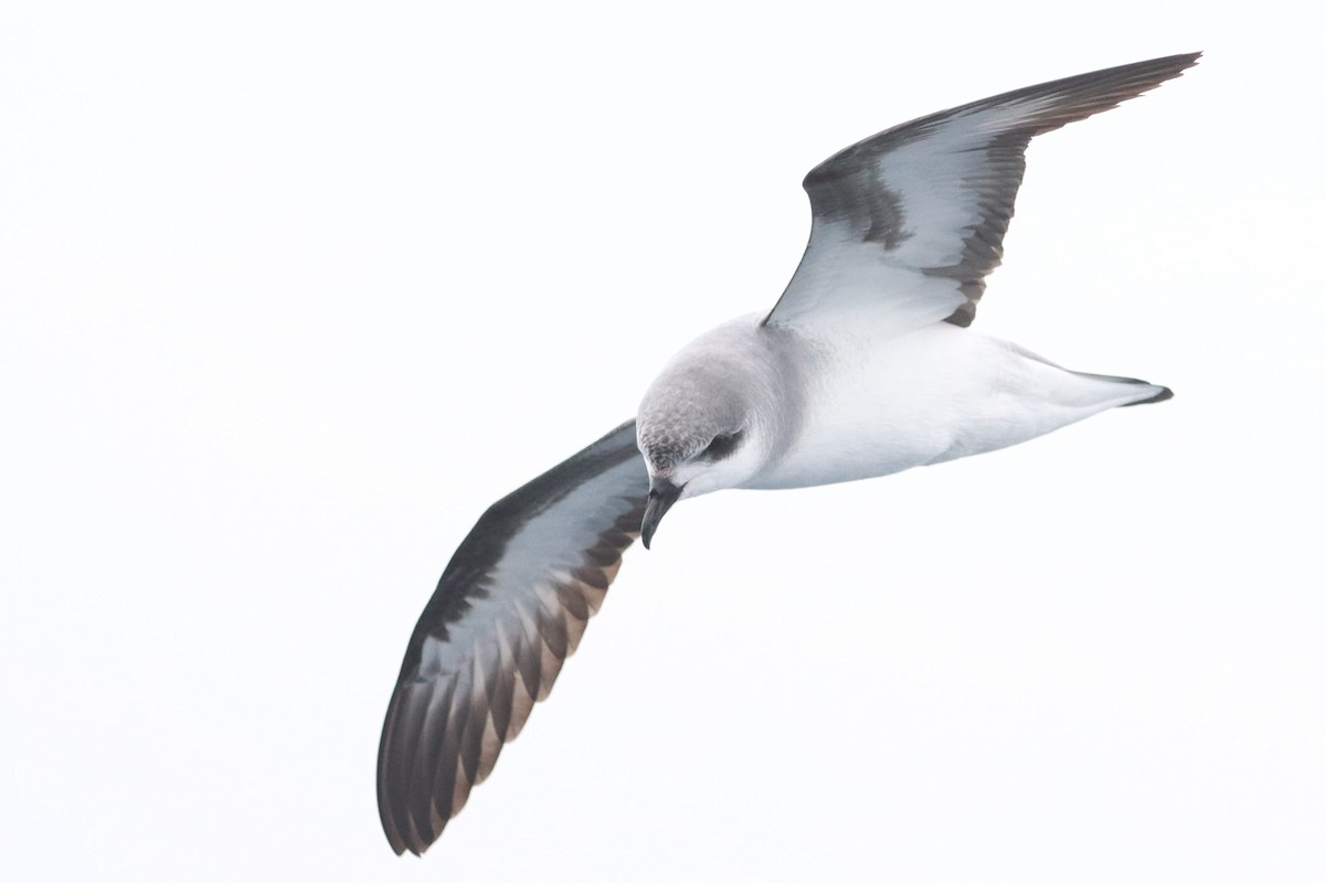 Black-winged Petrel - Bradley Shields