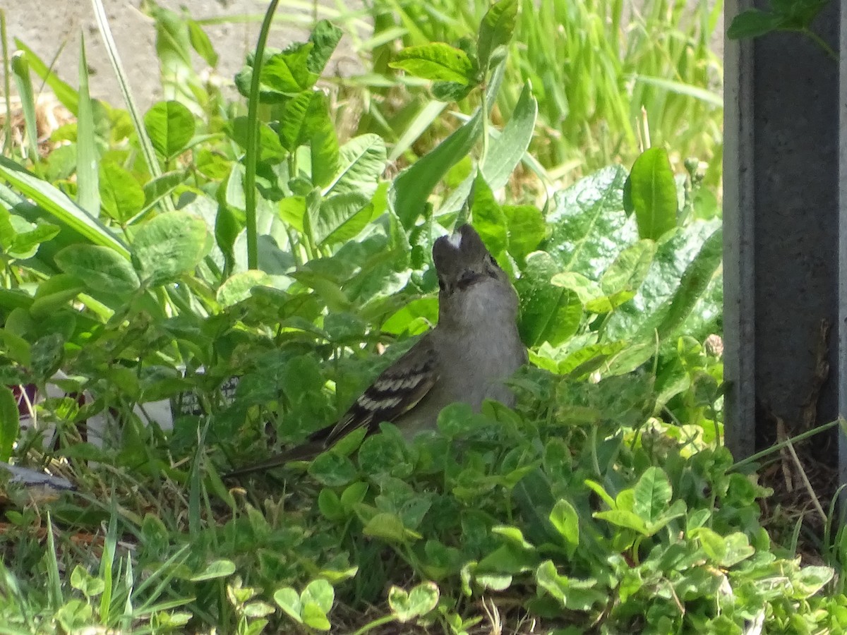 White-crested Elaenia - ML614663708